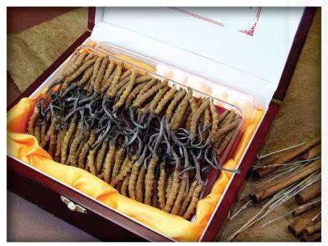 双流冬虫夏草回收